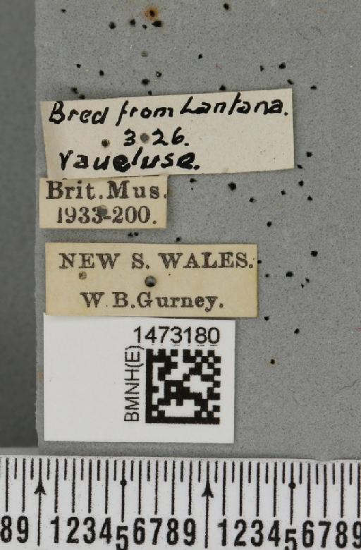 Ophiomyia lantanae (Froggatt, 1919) - BMNHE_1473180_label_47511