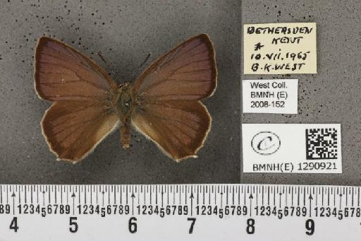 Neozephyrus quercus (Linnaeus, 1758) - BMNHE_1290921_128545