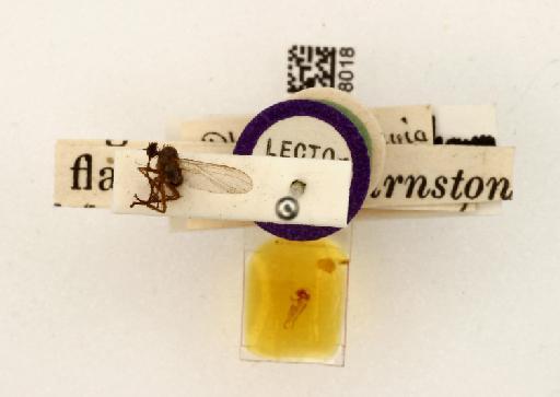 Rhamphomyia flavirostris Walker, 1849 - 010398018-Rhamphomya_flavirostris-pinned_specimen