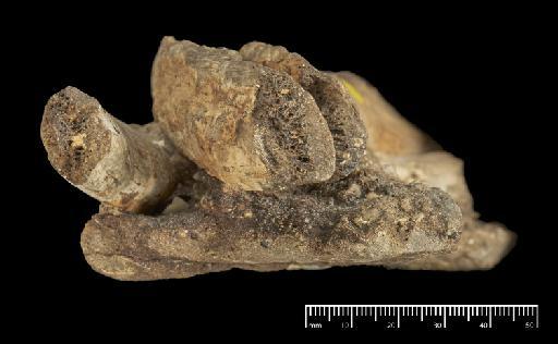 Scelidotherium leptocephalum Owen, 1840 - NHMUK PV M 82206 D (5).tif