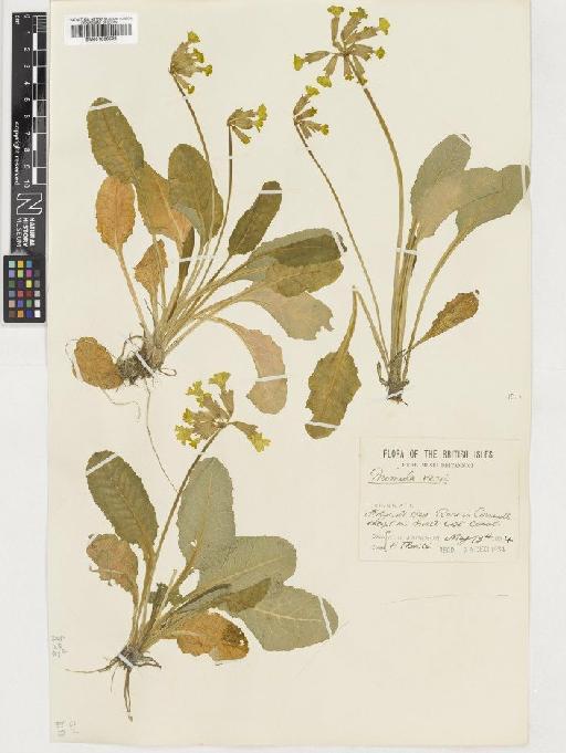 Primula veris L. - BM001036529