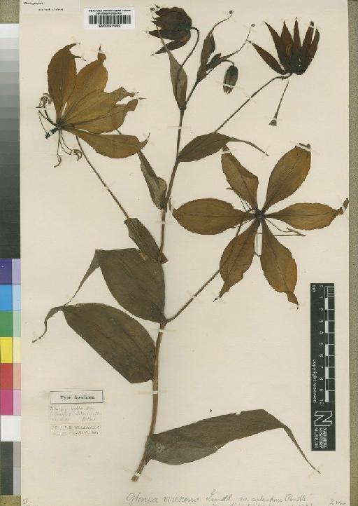 Gloriosa virescens var. splendens Rendle - BM000911883
