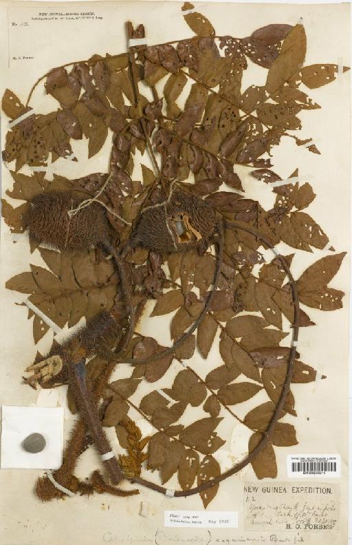 Caesalpinia sogerensis Baker f. - BM000958810