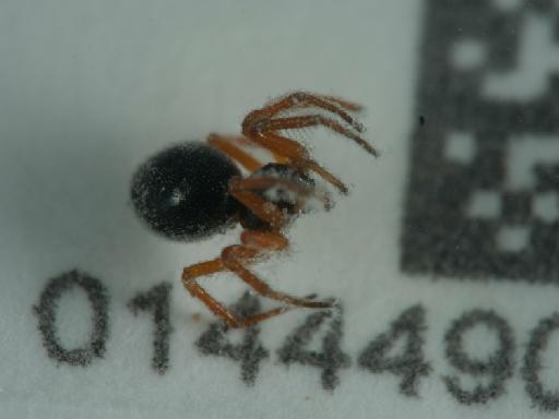 Linyphiidae - 014449081_7