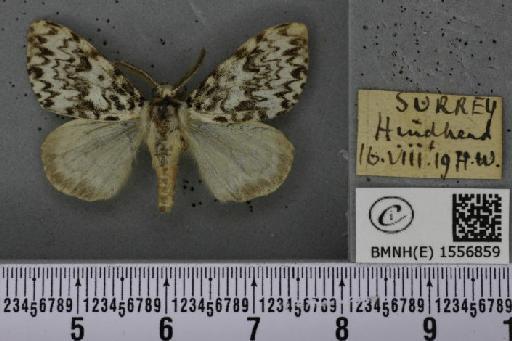 Lymantria monacha (Linnaeus, 1758) - BMNHE_1556859_251287