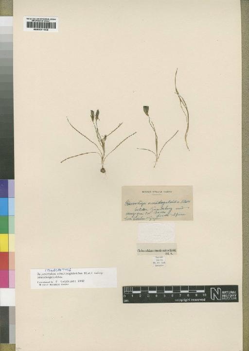 Geissorhiza vacillans subsp. ornithogaloides Klatt - BM000911939