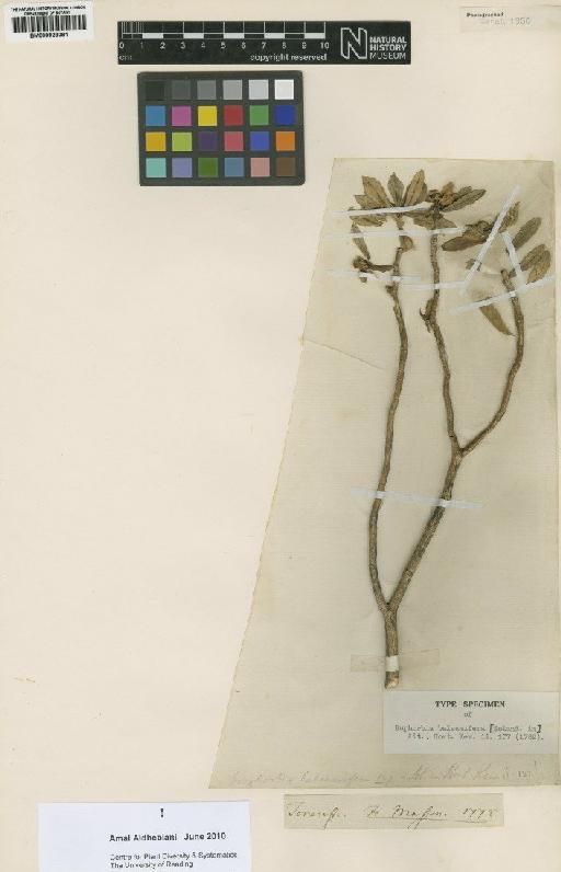 Euphorbia balsamifera Aiton - BM000928081