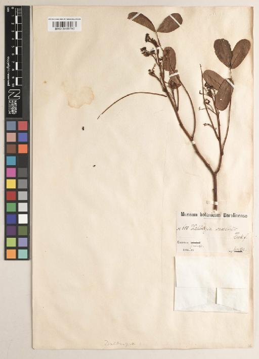 Dalbergia macrothyrsus Harms - BM013405795