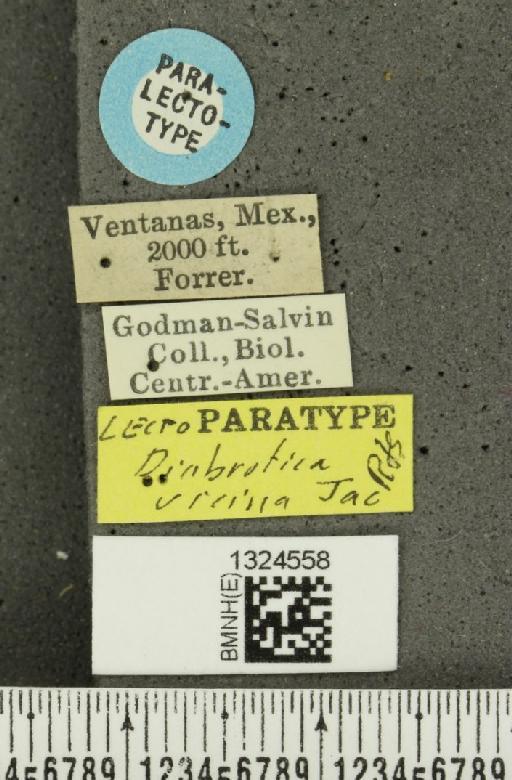 Amphelasma cavum vicinum (Jacoby, 1887) - BMNHE_1324558_label_22277