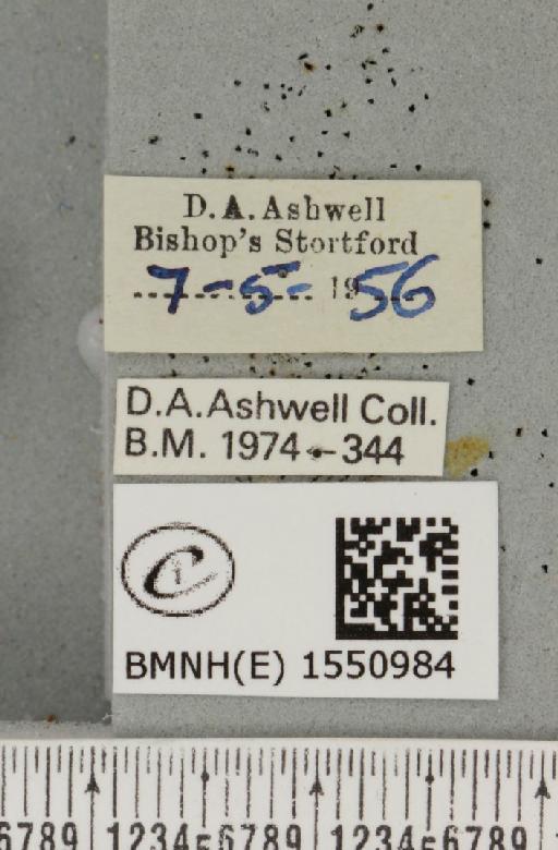 Polyploca ridens (Fabricius, 1787) - BMNHE_1550984_label_238298