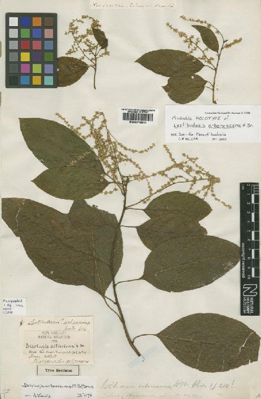 Deeringia arborescens (R.Br.) Druce - BM000795213