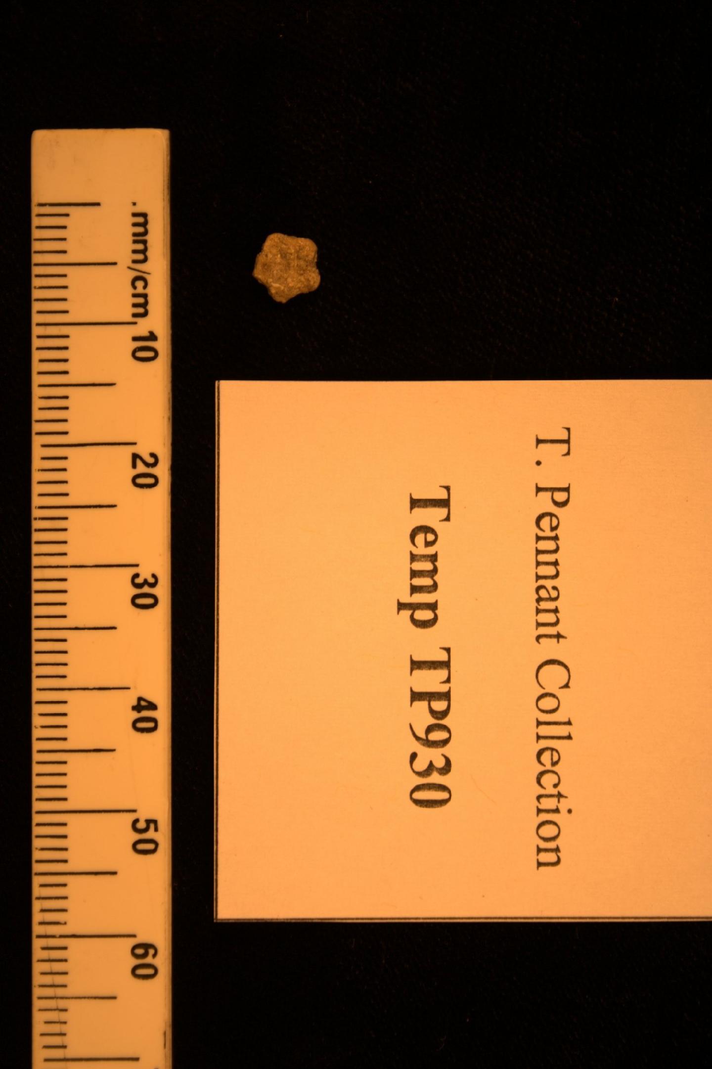 Turritella decipiens thumbnail