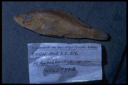 Haplochromis harpakteridion Van Oijen, 1991 - Haplochromis harpakteridion; 1962.3.2.516