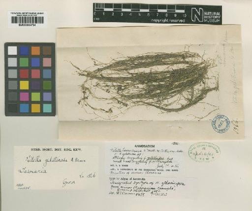 Nitella tasmanica F.Muell. ex A.Braun - BM000904734