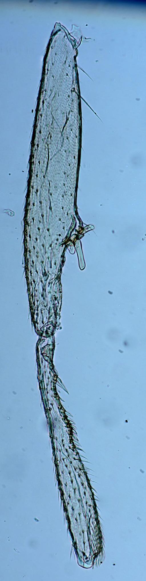 Meroplius (Protomeroplius) trispinifer Ozerov & Ozerov, 1999 - Meroplius_Meroplius_trispinifer-BMNHE1238989-holotype_male-foreleg