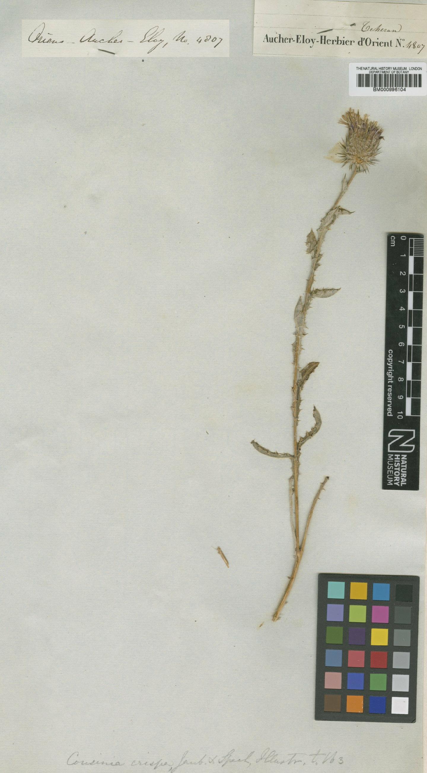 To NHMUK collection (Cousinia crispa Jaub. & Spach; Type; NHMUK:ecatalogue:475691)