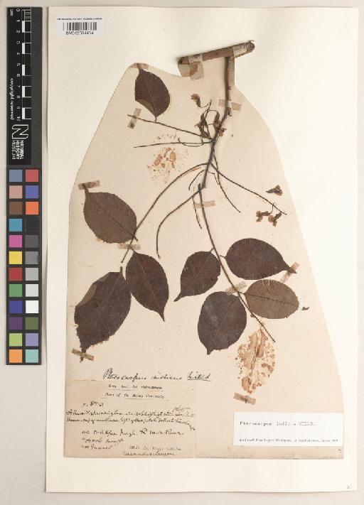 Pterocarpus indicus f. indicus - BM012564434