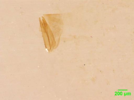 Rhysodes orbitosus Broun, 1880 - 010189355___9