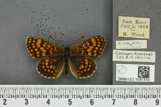 Melitaea athalia (Rottemburg, 1775) - BMNHE_1087310_57743