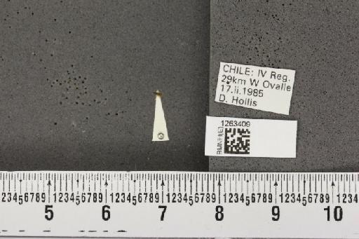 Russelliana adesmiae Burckhardt, D., 1987 - BMNHE_1263409_10983