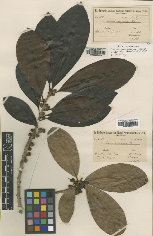 Pouteria multiflora (A.DC.) Eyma - BM000952566