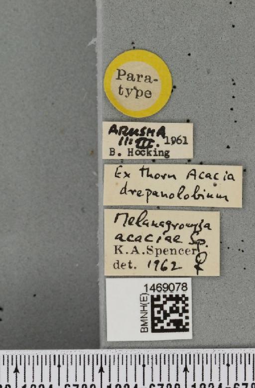 Melanagromyza acaciae Spencer, 1963 - BMNHE_1469078_label_44756