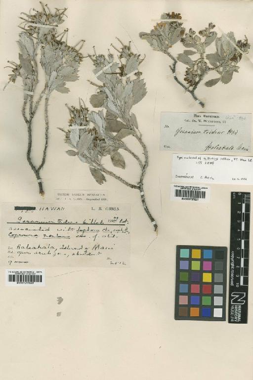 Neurophyllodes tridens (Hillebr.) Degener & Greenwell - BM001014959