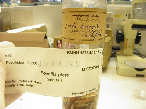 Poecilia picta Regan, 1913 - jar a label