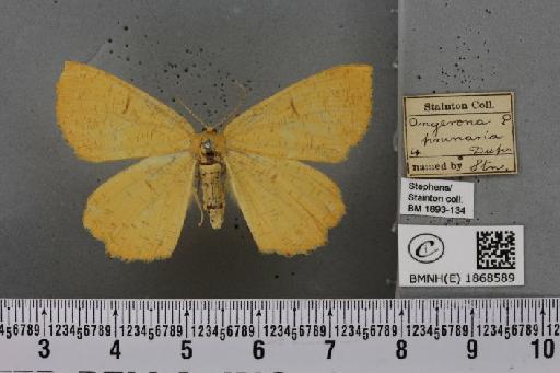 Angerona prunaria (Linnaeus, 1758) - BMNHE_1868589_440787