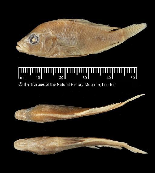 Haplochromis loati Greenwood, 1971 - BMNH 1938.1.13.1, HOLOTYPE, Haplochromis loati