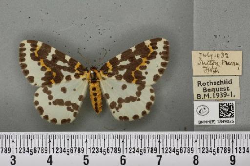 Abraxas grossulariata (Linnaeus, 1758) - BMNHE_1849026_418603