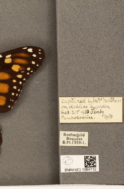 Danaus plexippus (Linnaeus, 1758) - BMNHE_1084112_label_53271