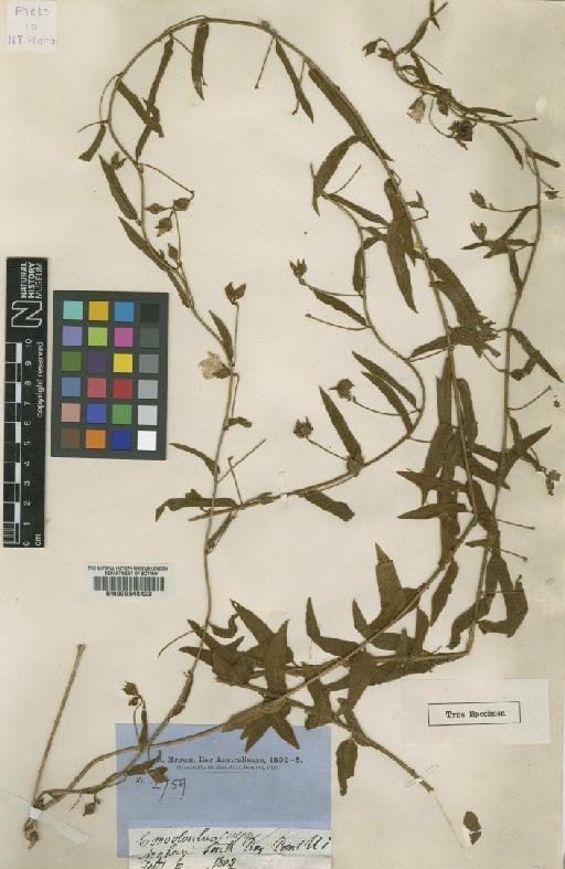 Jacquemontia pannosa (R.Br.) Mabb - BM000648423 (2)