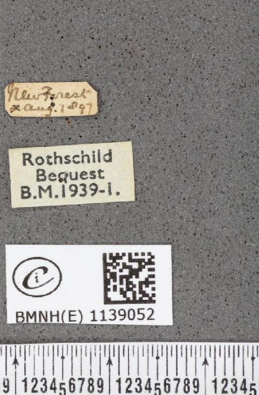 Thecla betulae (Linnaeus, 1758) - BMNHE_1139052_label_95525
