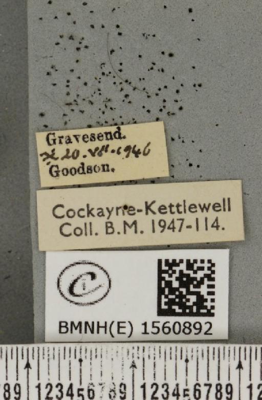 Euproctis chrysorrhoea (Linnaeus, 1758) - BMNHE_1560892_label_253548