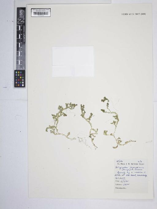 Selaginella kraussiana (Kunze) A.Braun - BM001185438