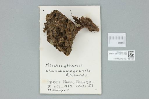 Mischocyttarus chanchamayoensis Richards, 1978 - 013745404_additional