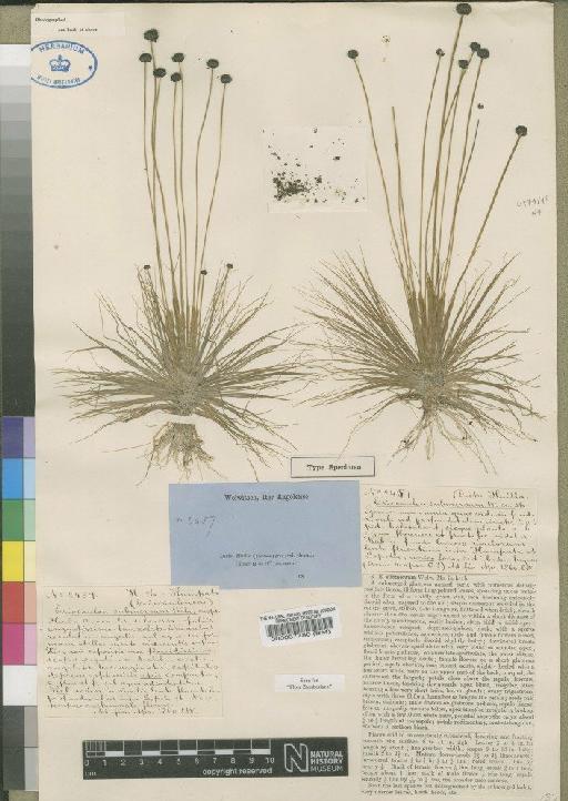 Eriocaulon submersum Welw. ex Rendle - BM000037780