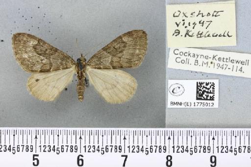 Thera obeliscata ab. nigrescens Lempke, 1950 - BMNHE_1775012_338805