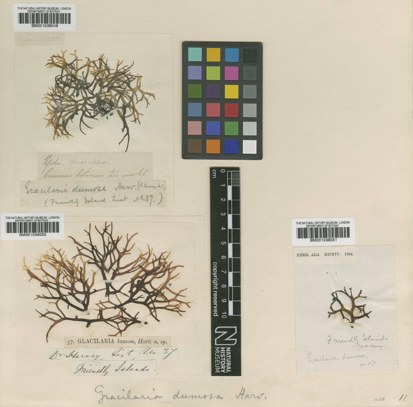 To NHMUK collection (Gracilaria dumosa Harv. & J.W.Bailey; TYPE; NHMUK:ecatalogue:706158)