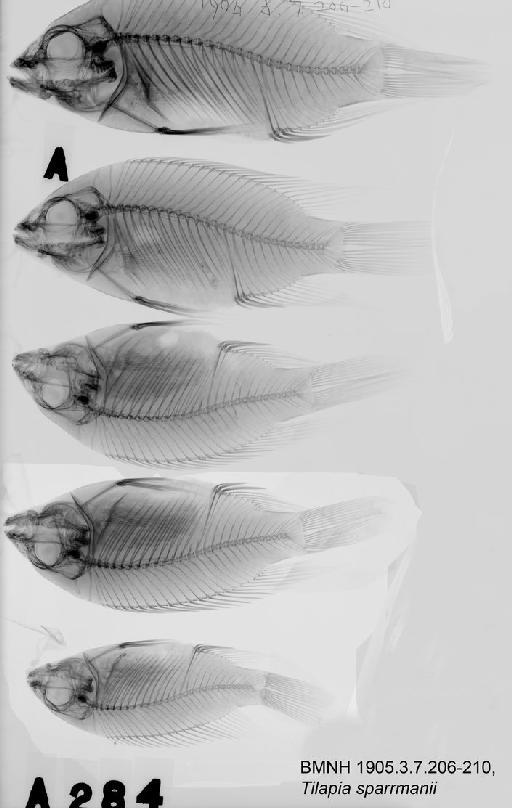 Tilapia sparrmanii Smith, 1840 - BMNH 1905.3.7.206-210, Tilapia sparrmanii Radiograph