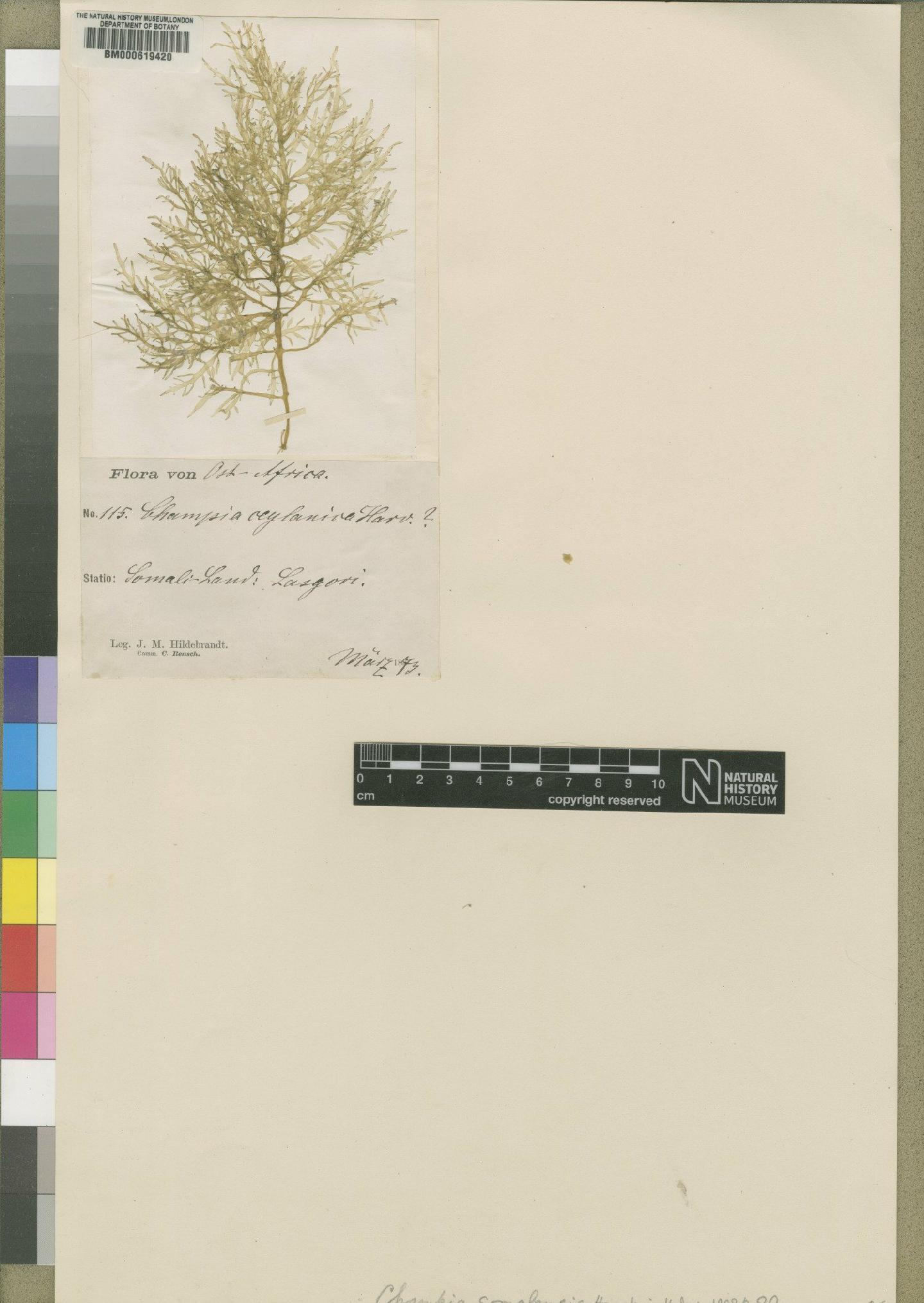 To NHMUK collection (Champia somalensis Hauck; Syntype; NHMUK:ecatalogue:4790029)