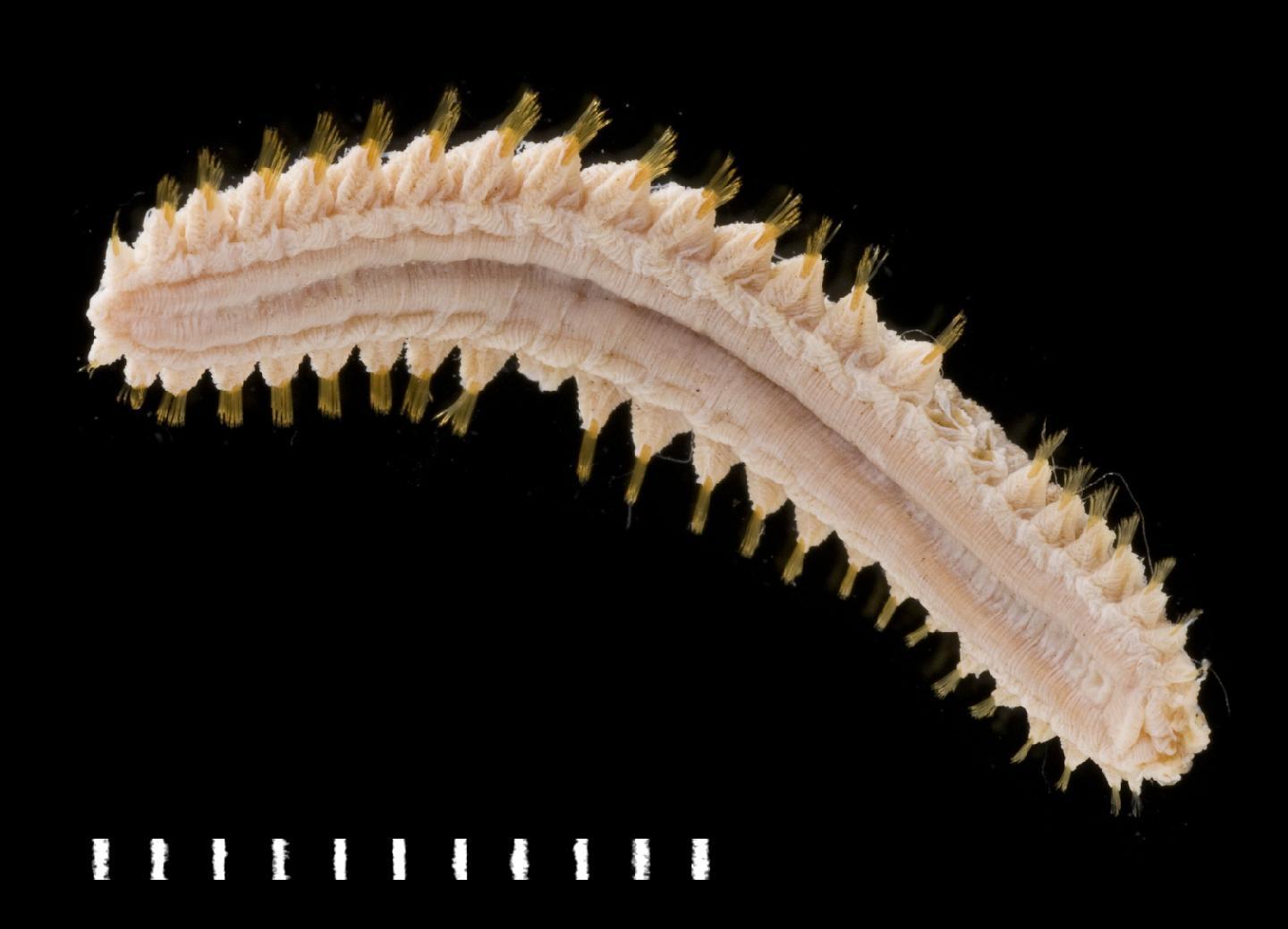 To NHMUK collection (Hermenia neoverruculosa Pettibone, 1975; paratype; NHMUK:ecatalogue:3537027)