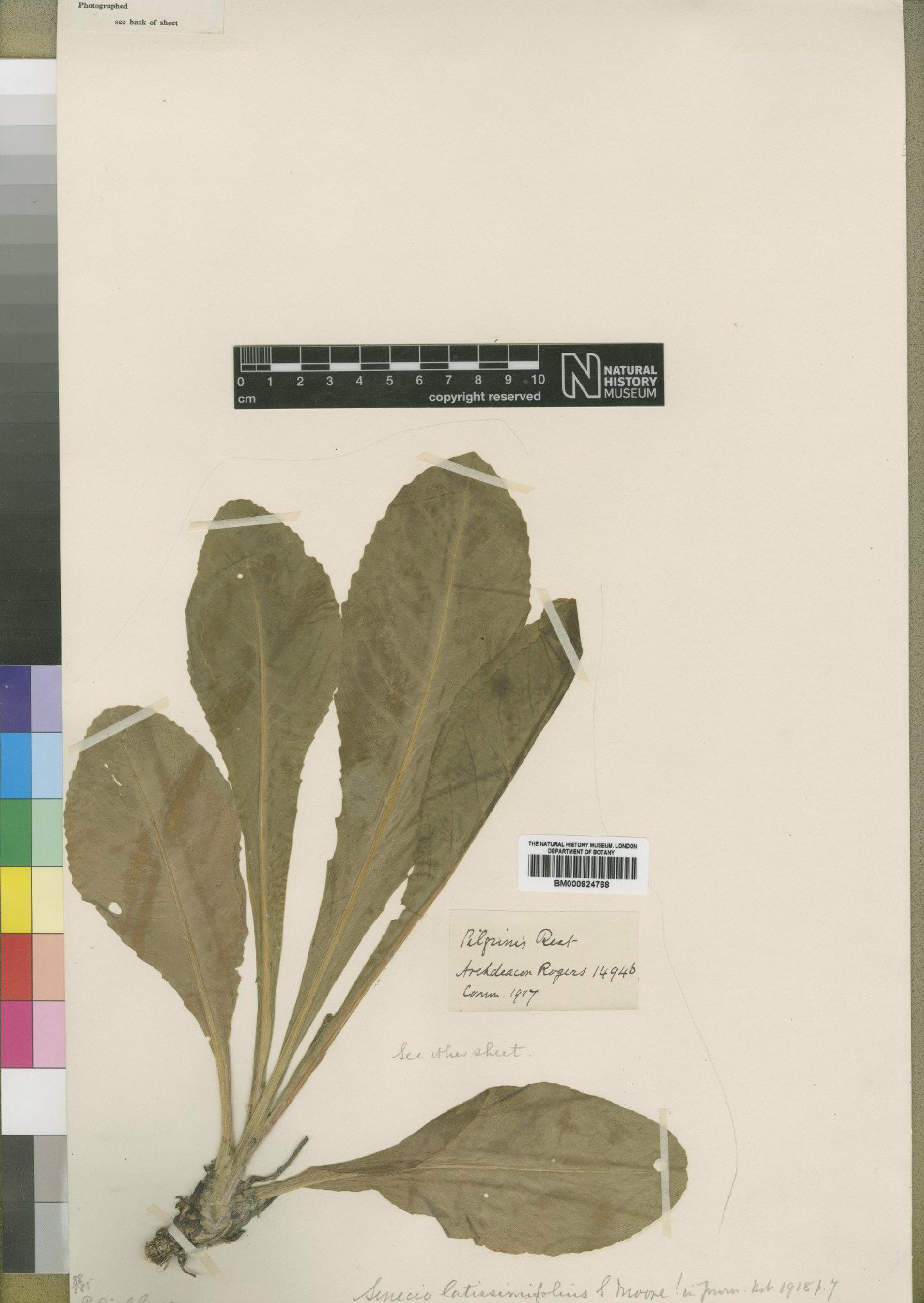 To NHMUK collection (Senecio latissimifolius Moore; Type; NHMUK:ecatalogue:4553461)