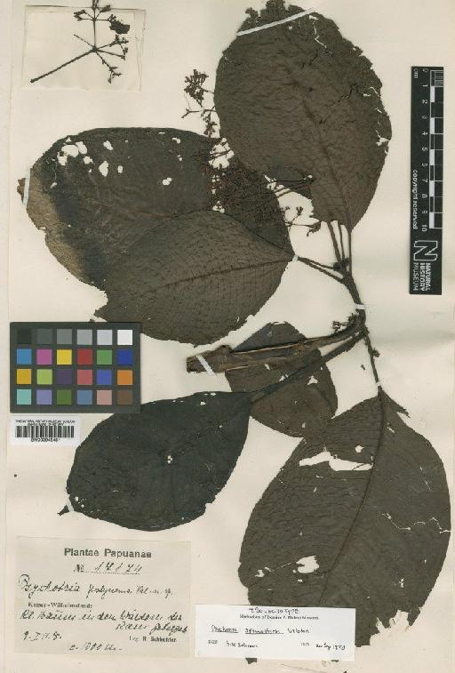 Psychotria sphaerothyrsa Valeton - BM000945481