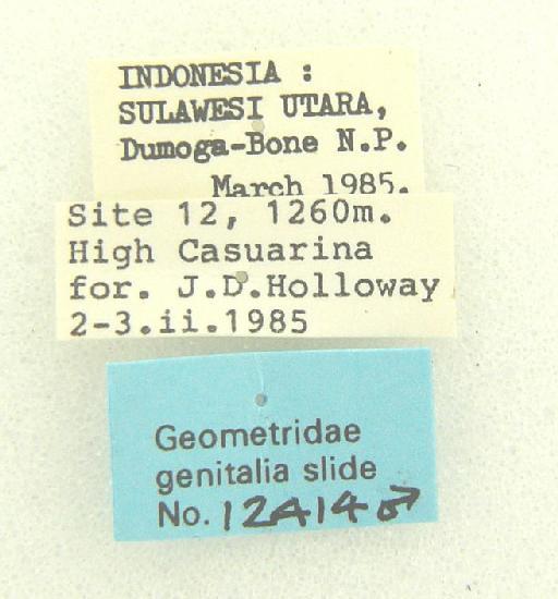 Ectropidia Warren, 1895 - Ectropidia sp 12414 labels