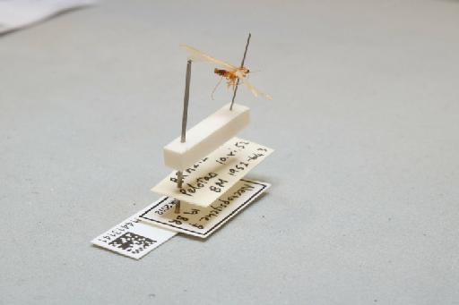 Nectopsyche - 014413141_additional_1