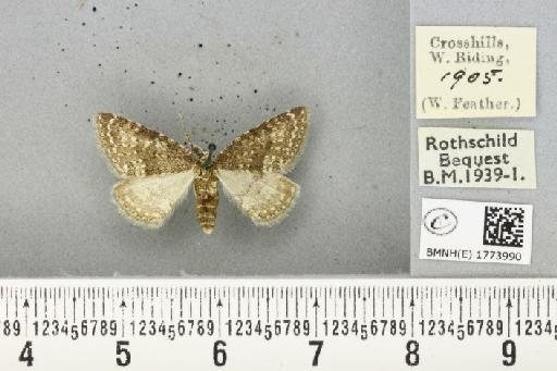 Colostygia multistrigaria ab. nubilata Tutt, 1896 - BMNHE_1773990_354962