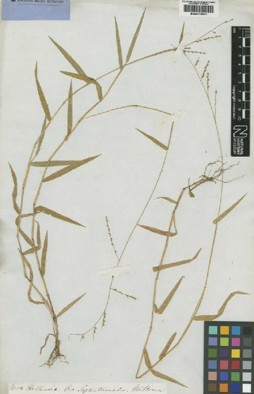 Brachiaria polyphylla (R.Br.) Hughes - BM000795677