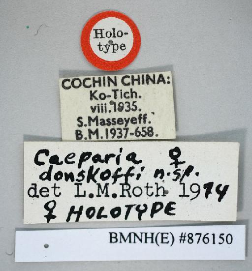 Caeparia donskoffi Roth, 1979 - Caeparia donskoffi Roth, 1979, female, holotype, labels. Photographer: Aging Wang. BMNH(E)#876150